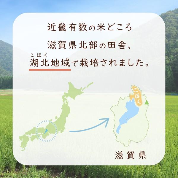 令和４年 滋賀県湖北産 岩佐さんのコシヒカリ 25kg 【食味最高ランク特